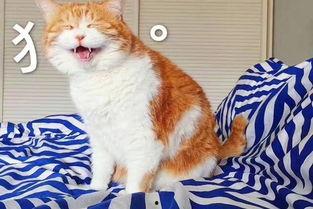 娱乐吃瓜酱和猫,揭秘娱乐圈的萌宠日常