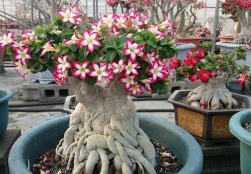 娱乐吃瓜酱沙漠玫瑰,娱乐吃瓜酱的璀璨绽放