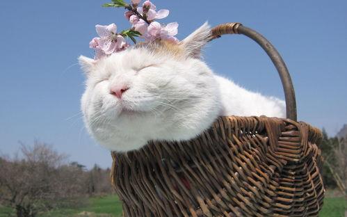 娱乐吃瓜君猫咪老师,娱乐吃瓜君的趣味解读
